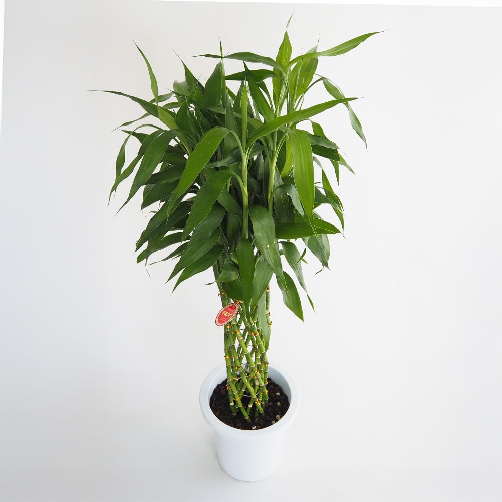 ＩＴＡＮＳＥ ドラセナ サンデリアーナ グリーン 8号 1個売り 観葉植物 オフィス リビング 学名： Dracaena sanderiana タイプ： リュウゼツラン科 耐陰性常緑低木 葉焼けしにく