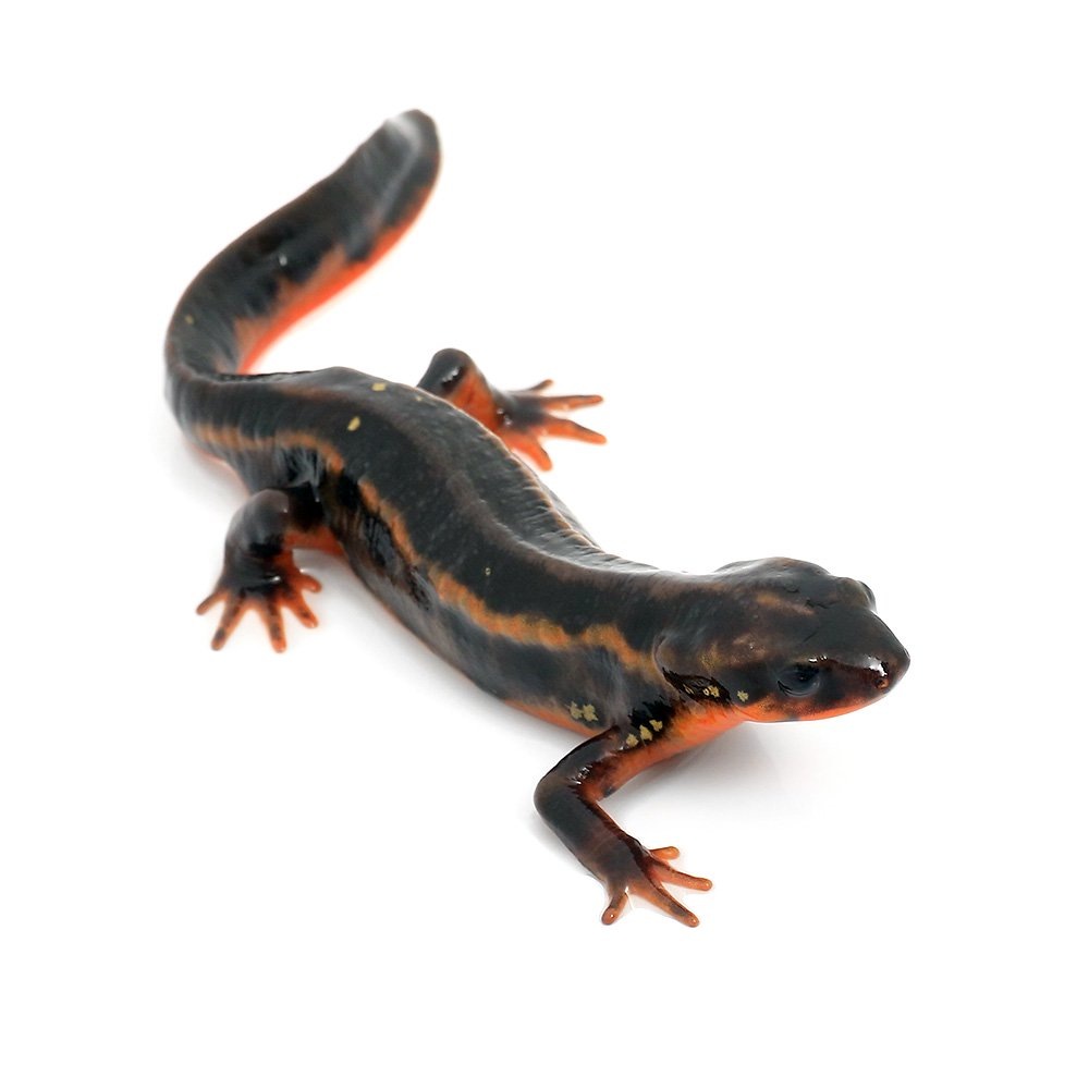 (両生類)オキナワシリケンイモリ(3匹) 北海道・九州航空便要保温 CRC17―05―60―00―00