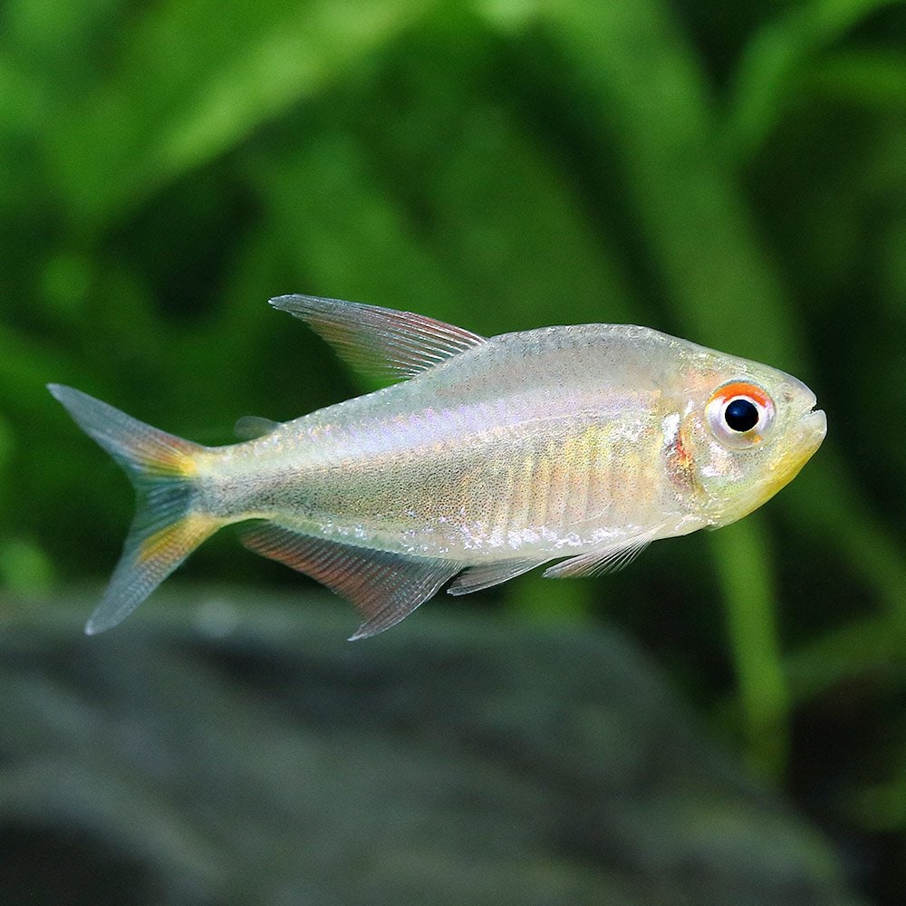 （熱帯魚）ホタルファラゴテトラ（１匹）　北海道・九州航空便要保温　ＣＲＣ13―20―10―15―00