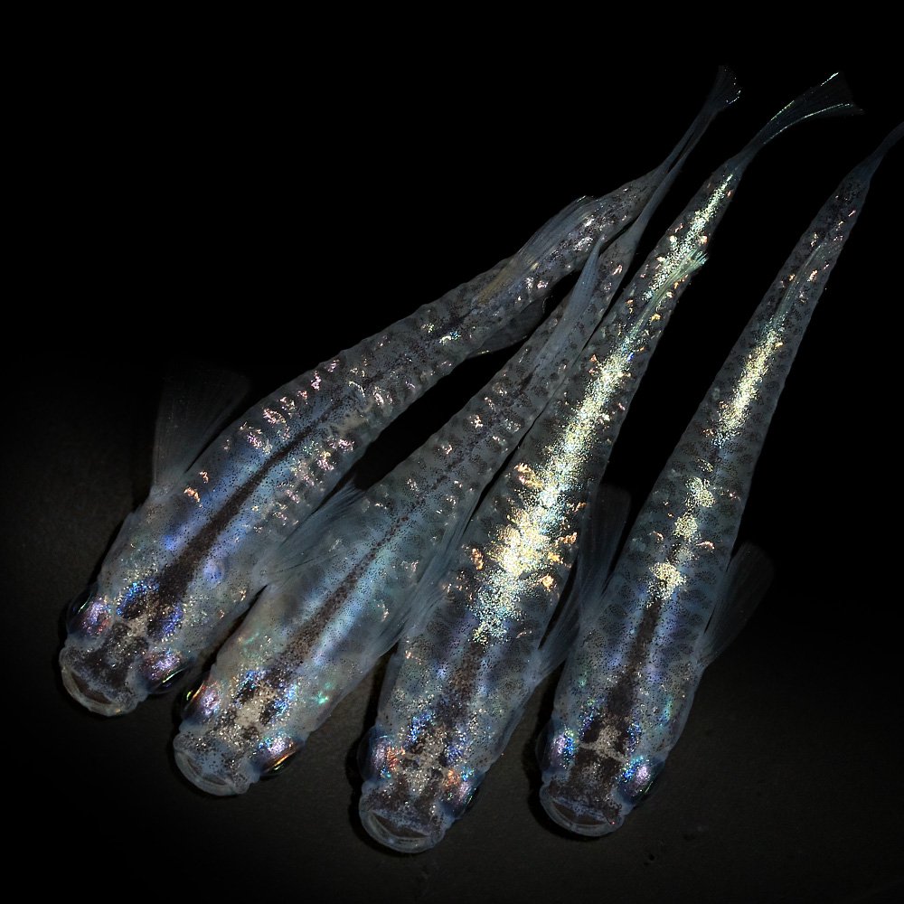 （めだか）夜桜　カガミ鱗メダカ（１０匹）　ＣＲＣ60―20―22―30―10