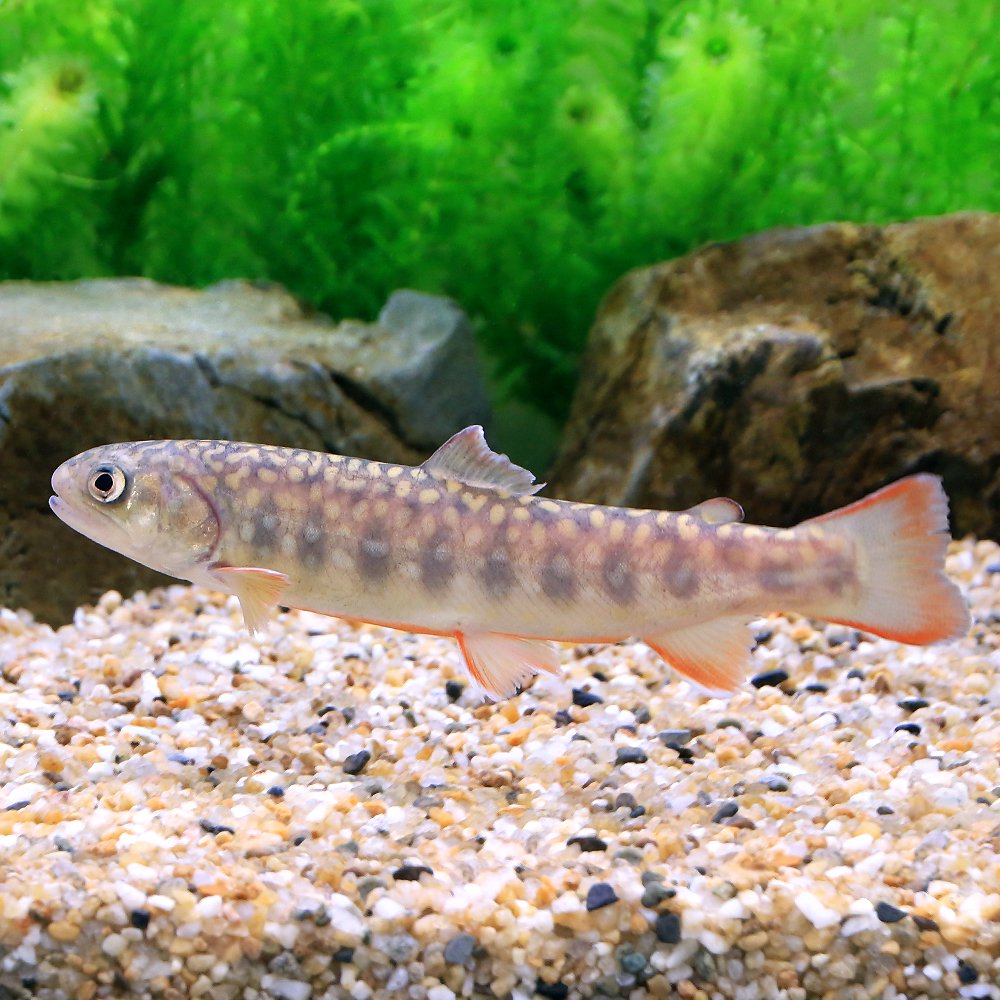 （淡水魚）ゴギ（３匹）　北海道・九州航空便要保温　ＣＲＣ60―30―40―00―00