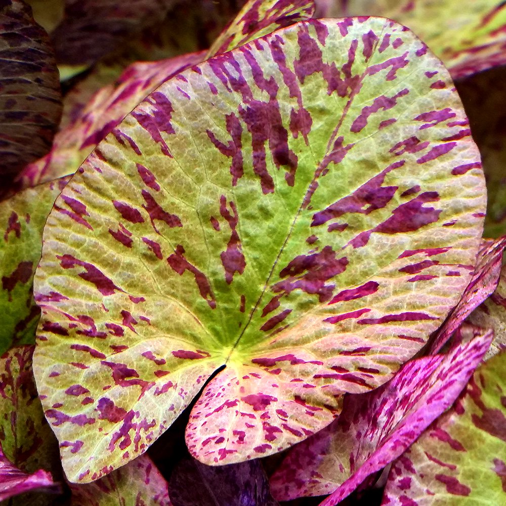 （水草）タイガーロータス　２０１６　ナイジェリア便（水中葉）（無農薬）（１株）　ＣＲＣ12―74―10―00―00