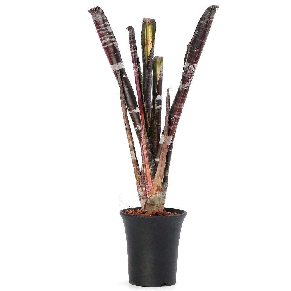 （観葉植物）エクメア　ロベルトメネスカル　３．５号（１株）　発根管理中　ＣＲＣ15―30―20―22―00