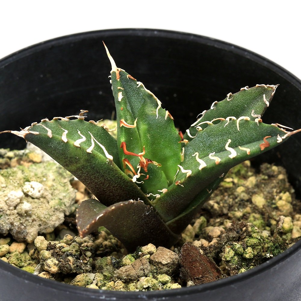 多肉植物）アガベ チタノタ シーザー 3号（1鉢） CRC15―60―20―00 