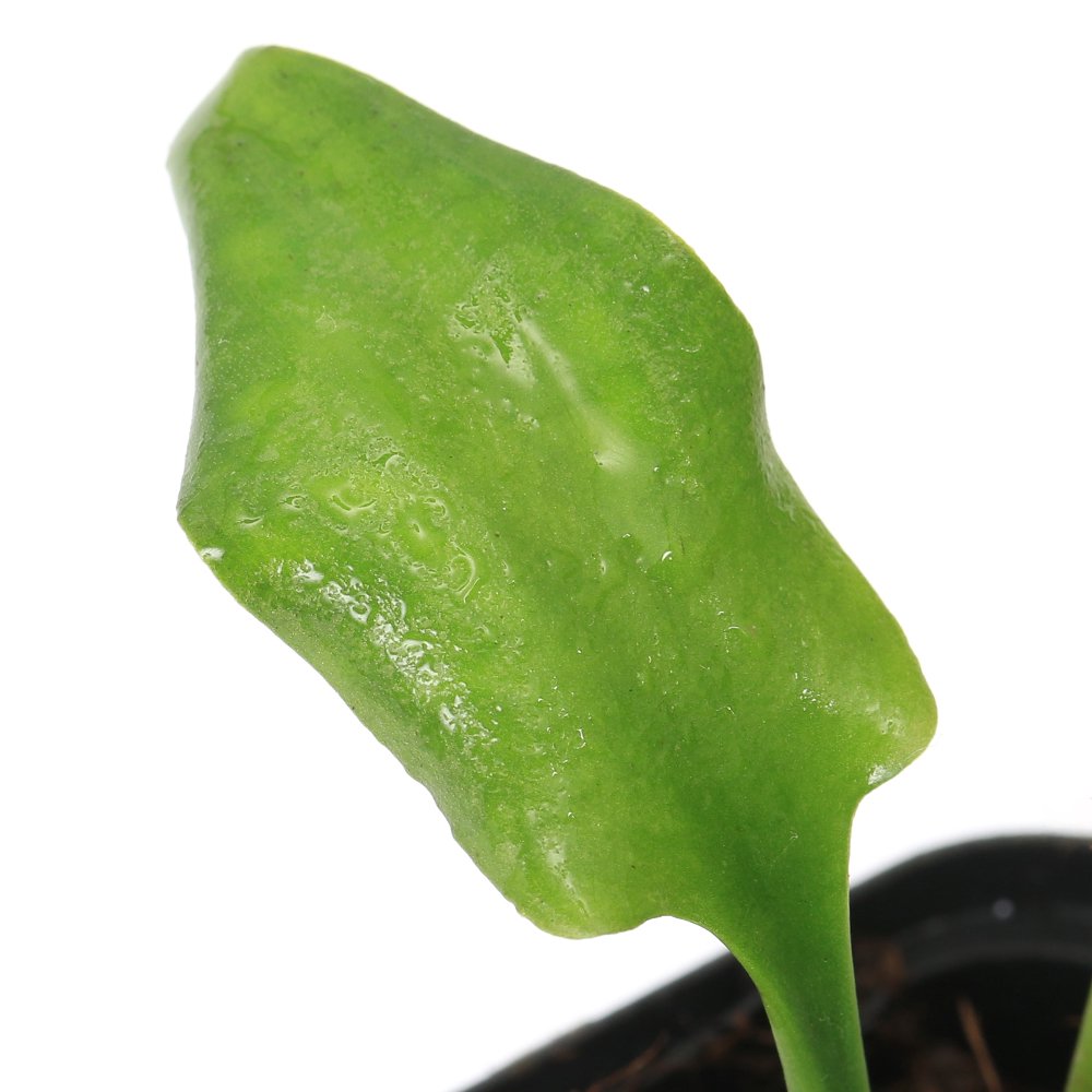 （水草）クリプトコリネ　イサエ　Ｓｅｋａｄａｕ　Ｋａｌｉｍａｎｔａｎ産（水上葉）（１ポット）　ＣＲＣ12―72―40―00―00