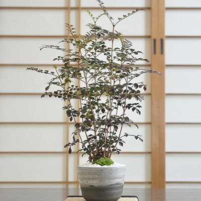 シマトネリコ【盆栽 ミニ盆栽 鉢植】