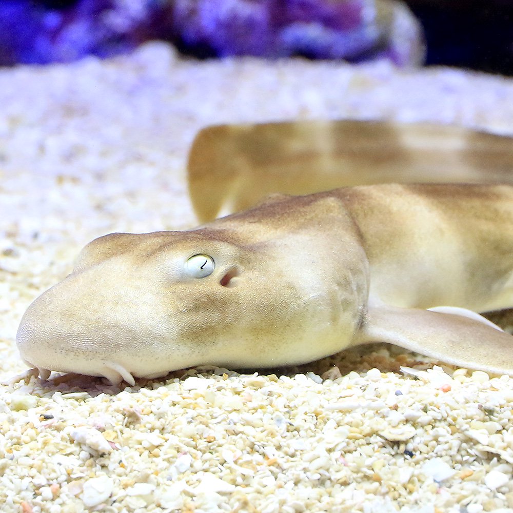 （海水魚）スリランカ産　シマザメ（１匹）　北海道・九州航空便要保温　ＣＲＣ26―30―62―00―00