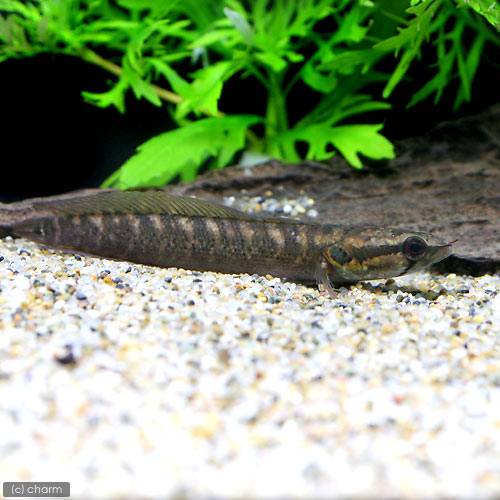 （熱帯魚）シェブロン・スネークヘッド（１匹）　北海道・九州航空便要保温　ＣＲＣ13―32―20―00―00