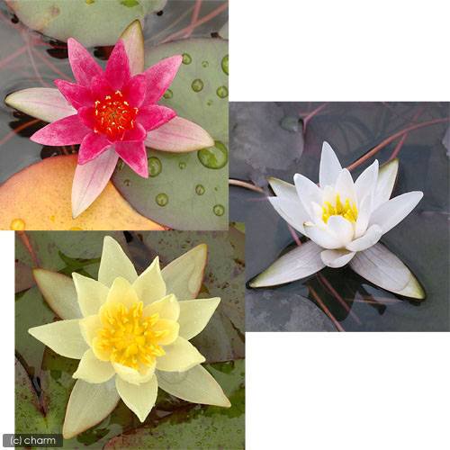 （ビオトープ）睡蓮　姫睡蓮（ヒメスイレン）３色セット　赤・黄・白（スノープリンセス　タグ付）（各１ポットずつ）　ＣＲＣ15―10―14―00―00