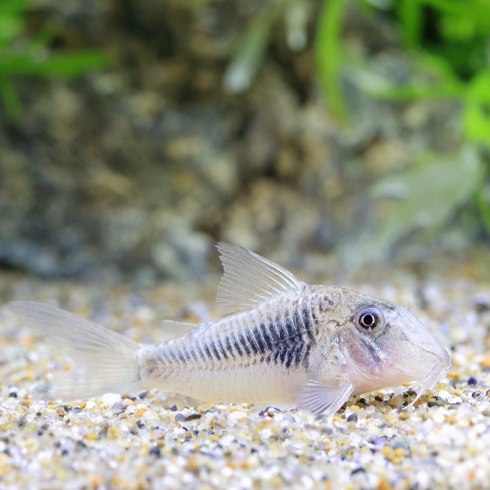 （熱帯魚）コリドラス・ゲオフロイ（ブリード）（１匹）　北海道航空便要保温　ＣＲＣ13―36―60―00―00