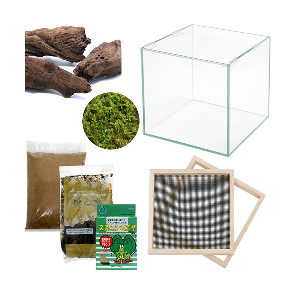 （観葉植物）スズリウムーすずむしの洞窟ー　お一人様２点限り　ＣＲＣ18―35―95―10―00