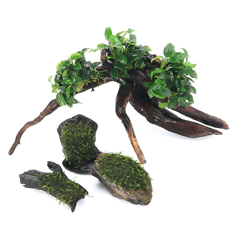 （水草）置くだけ簡単レイアウトセット　アヌビアスナナ　プチ＋巻きたて　ウィローモス　流木ＳＳサイズ　（１セット）　北海道・九州航空便要保温　ＣＲＣ12―23―60―00―00 5,416円