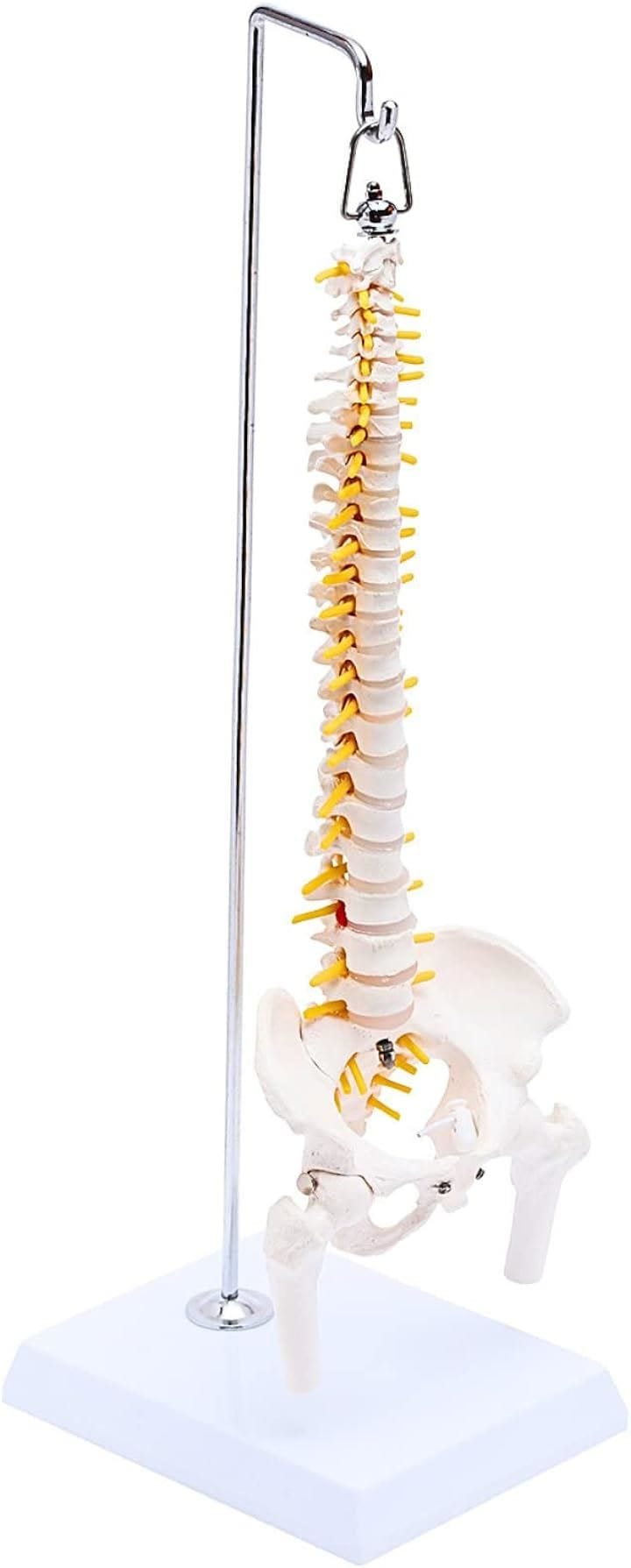 1/2サイズ 高精度 グニャと背骨を動かせる ミニ脊柱模型 約45cm 人体模型 骨模型 骨格標本 骨盤 台座付き