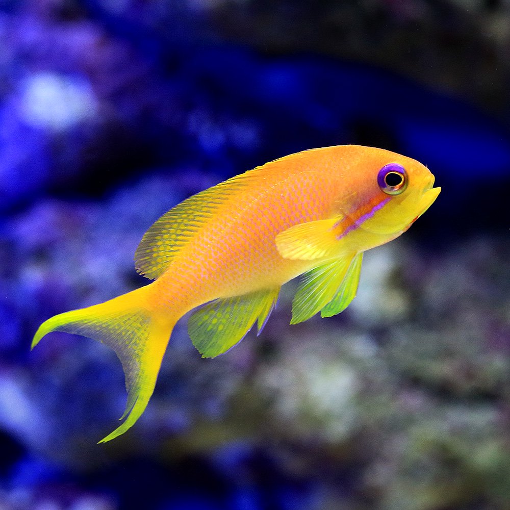 （海水魚）インドキンギョハナダイ　メス（３匹）　北海道・九州航空便要保温　ＣＲＣ26―30―20―00―00