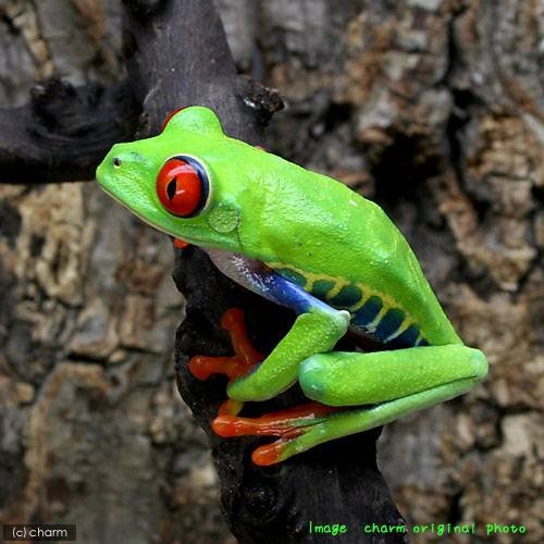 （両生類）アカメアマガエル　ＣＢ個体（１匹）　北海道・九州航空便要保温　ＣＲＣ17―05―35―10―00