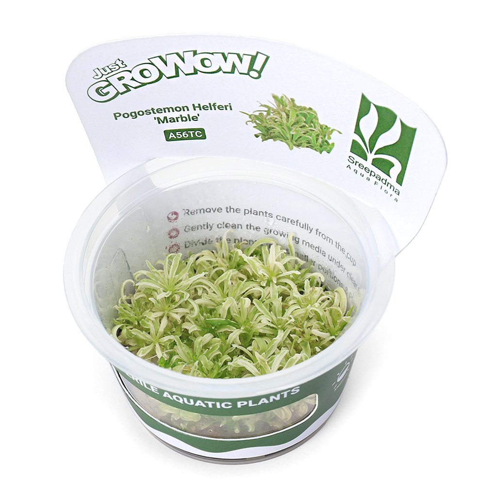 （水草）組織培養ＧＲＯＷＯＷ！　ポゴステモン　ヘルフェリー　マーブル（無農薬）（１カップ）　ＣＲＣ12―50―10―00―00
