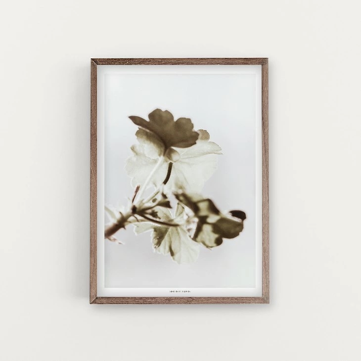 SIMPLISTIC LAYERS Pelargonium (APS026)
