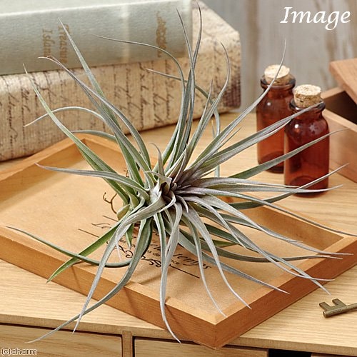 （観葉植物）エアープランツ　チランジア　アエラントス　パープルレザー（１株）　ＣＲＣ15―50―10―00―00