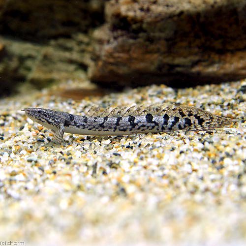 （熱帯魚）ポリプテルス・デルヘジィ　Ｓサイズ（約６ー１０ｃｍ）（ブリード）（３匹）　北海道航空便要保温　ＣＲＣ13―56―20―00―00 7,350円