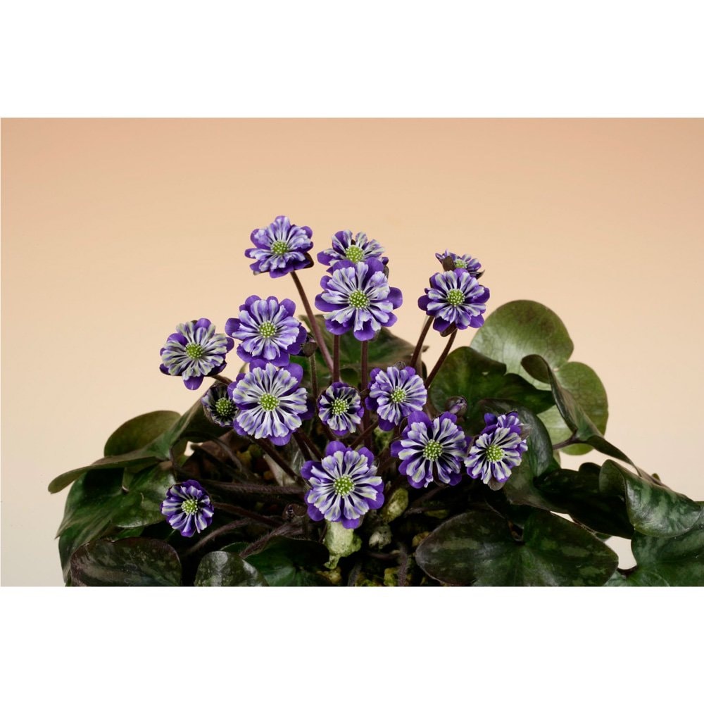 （山野草）ユキワリソウ（雪割草）源氏蛍（ゲンジホタル）二段咲き　３号（１ポット）　ＣＲＣ15―35―12―00―00