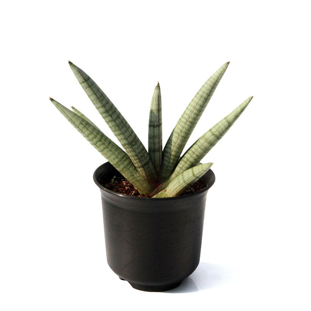 （観葉植物）サンスベリア　スノーボーイ　４号（１鉢）　ＣＲＣ15―30―20―24―00