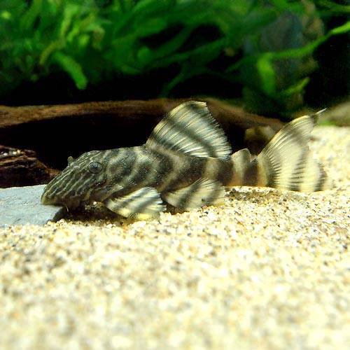 （熱帯魚）シングーニュータイガー・プレコ（ワイルド）（１匹）　北海道・九州航空便要保温　ＣＲＣ13―44―20―00―00