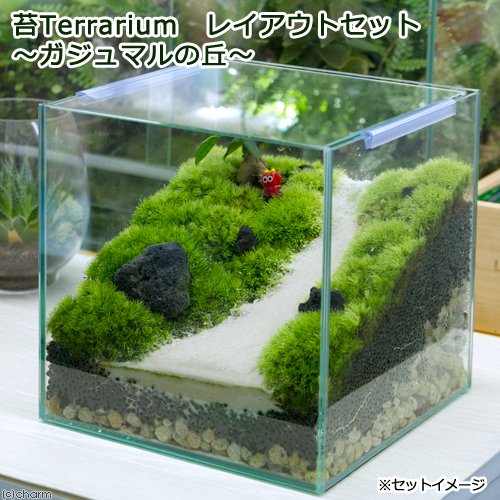 （観葉植物）苔テラリウム　レイアウトセット　ーガジュマルの丘ー　説明書付　コケテラリウム　苔テラ　コケテラ　苔　インテリア　ＣＲＣ15―70―40―00―00