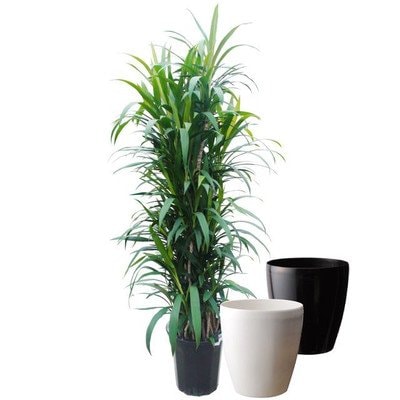 アオドラセナ 10号サイズ【ラスターポット(鉢カバー) 付き】 ホワイト