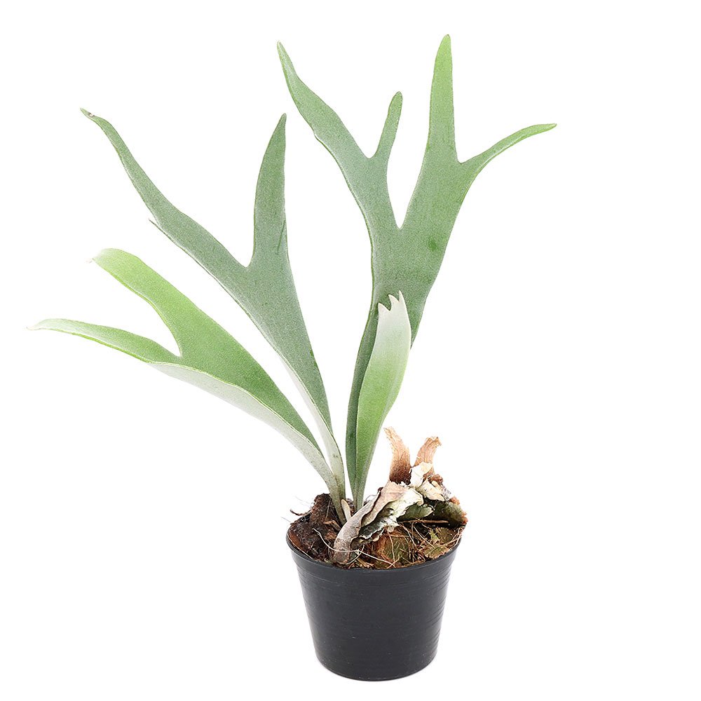 （観葉植物）ビカクシダ　ヴィーチー　ｃｖ．レモイネイ　４号（１鉢）　ＣＲＣ15―30―20―02―00