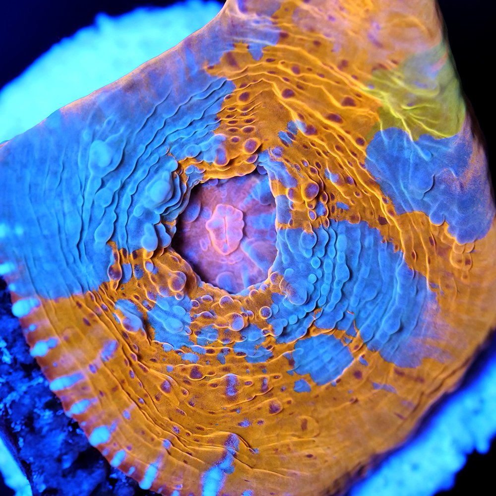 （サンゴ）フラグサンゴ　インドネシア産　キッカサンゴ　オレンジ　Mサイズポリカプラグ付き（１個）ｗｈ‐４９　北海道・九州航空便要保温　ＣＲＣ26―50―80―00―00