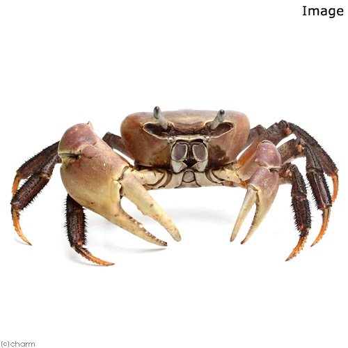 （エビ・カニ）(B品)ミナミオカガニ　オス　片目なし（１匹）　ＣＲＣ13―84―20―20―00 5,882円