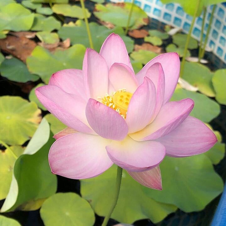 （ビオトープ）蓮　ハス（爪紅）　粉川台碗蓮（フンセンタイワンレン）（１ポット）植替え済　ＣＲＣ15―10―30―20―20