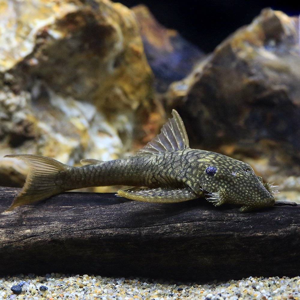 （熱帯魚）モザイクハーフフィンフラットヘッドプレコ（ワイルド）（１匹）　北海道・九州航空便要保温　ＣＲＣ13―44―10―00―00