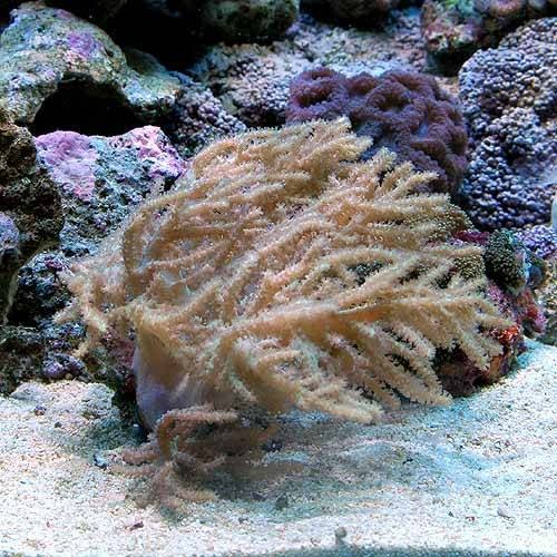 （サンゴ）沖縄産　ヤワタコアシカタトサカ　Ｌサイズ（１個）　北海道・九州航空便要保温　ＣＲＣ26―50―50―40―00