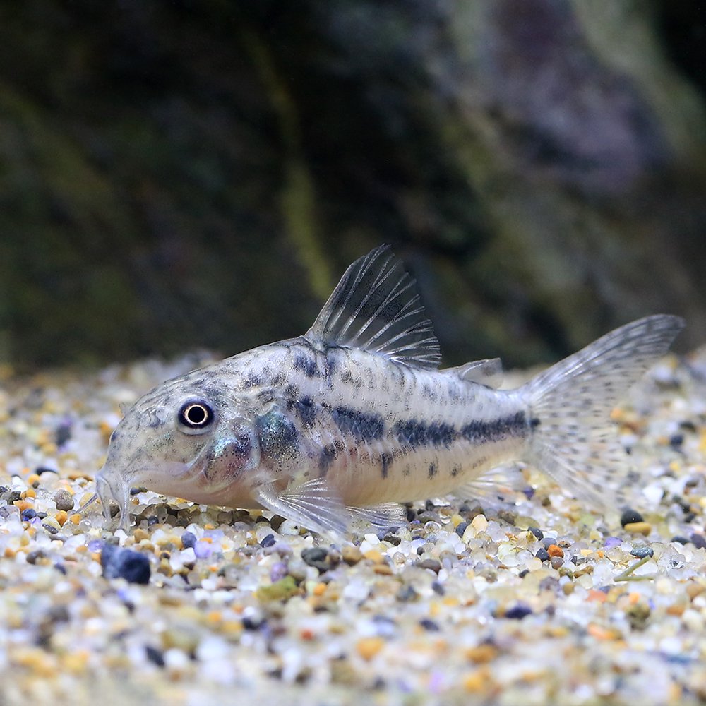 （熱帯魚）コリドラス・ガーベイ　ＣＷ１８５（ワイルド）（１匹）　北海道航空便要保温　ＣＲＣ13―36―20―00―00