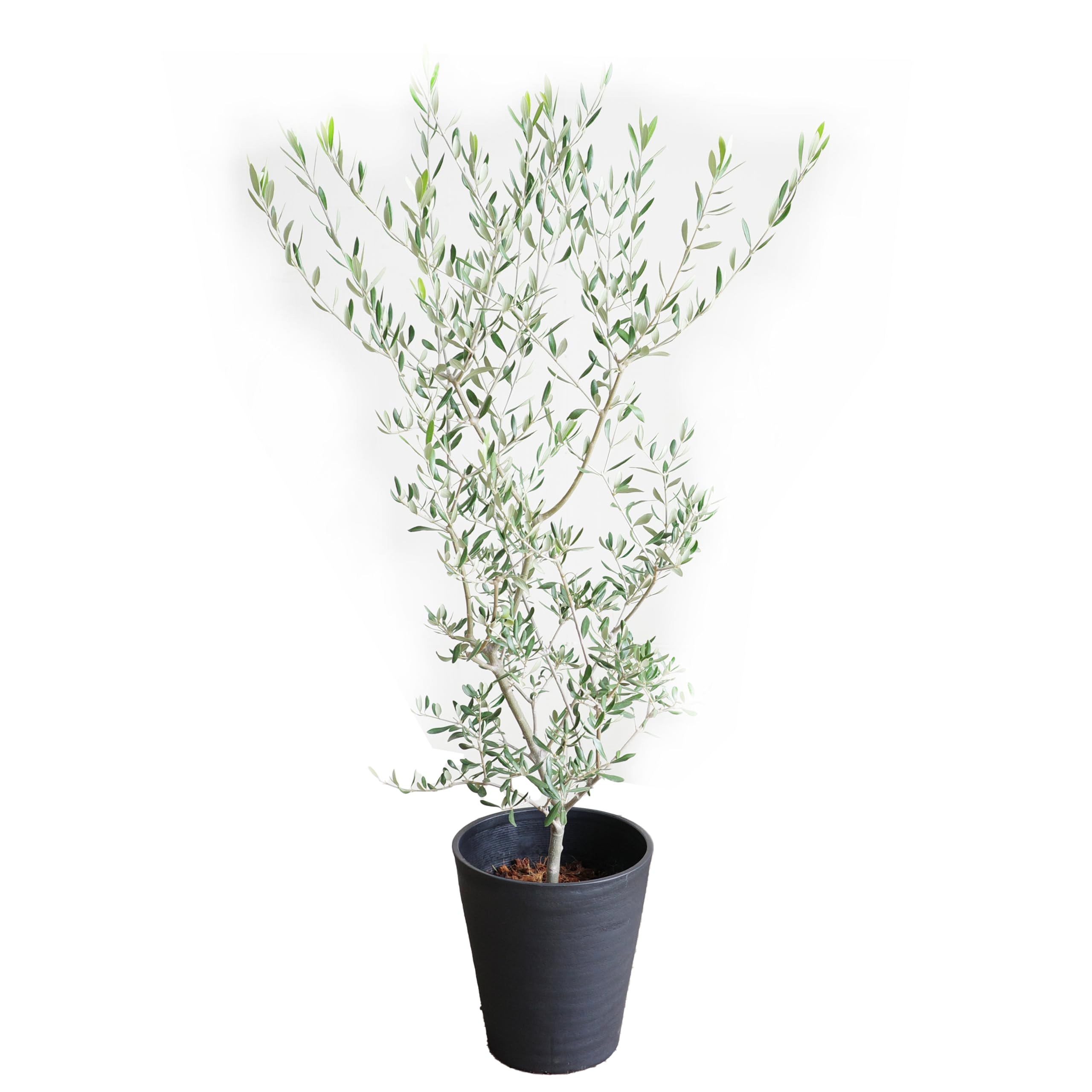 オリーブの木 観葉植物 本物 インテリア ブラックセラアート鉢 8号 大型 中型