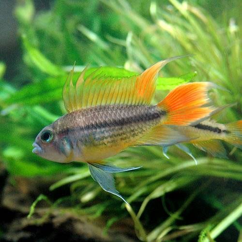 （熱帯魚）アピストグラマ・カカトイデス　オレンジテール（１ペア）　北海道・九州航空便要保温　ＣＲＣ13―28―16―00―00
