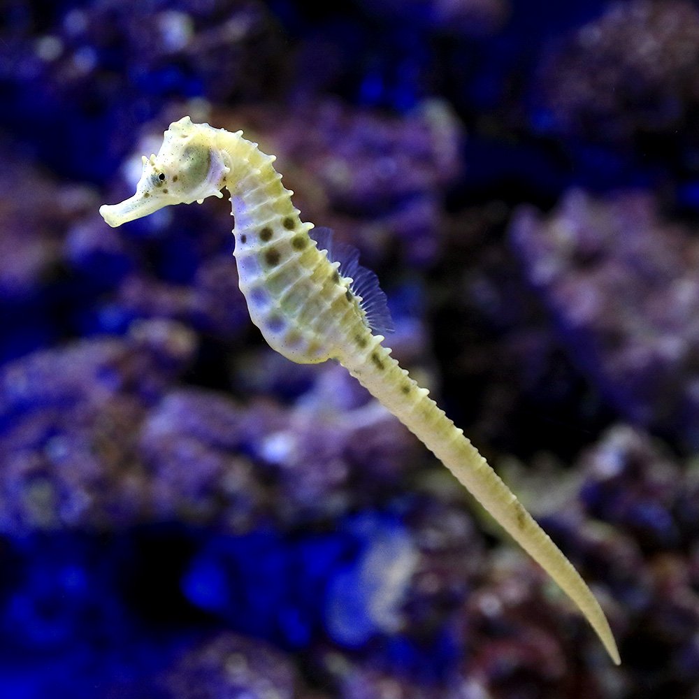 （海水魚）ポットベリーシーホース　メス（ブリード）（１匹）　北海道・九州航空便要保温　ＣＲＣ26―30―40―10―00