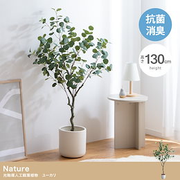 Qoo10 | 観葉植物のおすすめ商品リスト(ランキング順) : 観葉植物買う