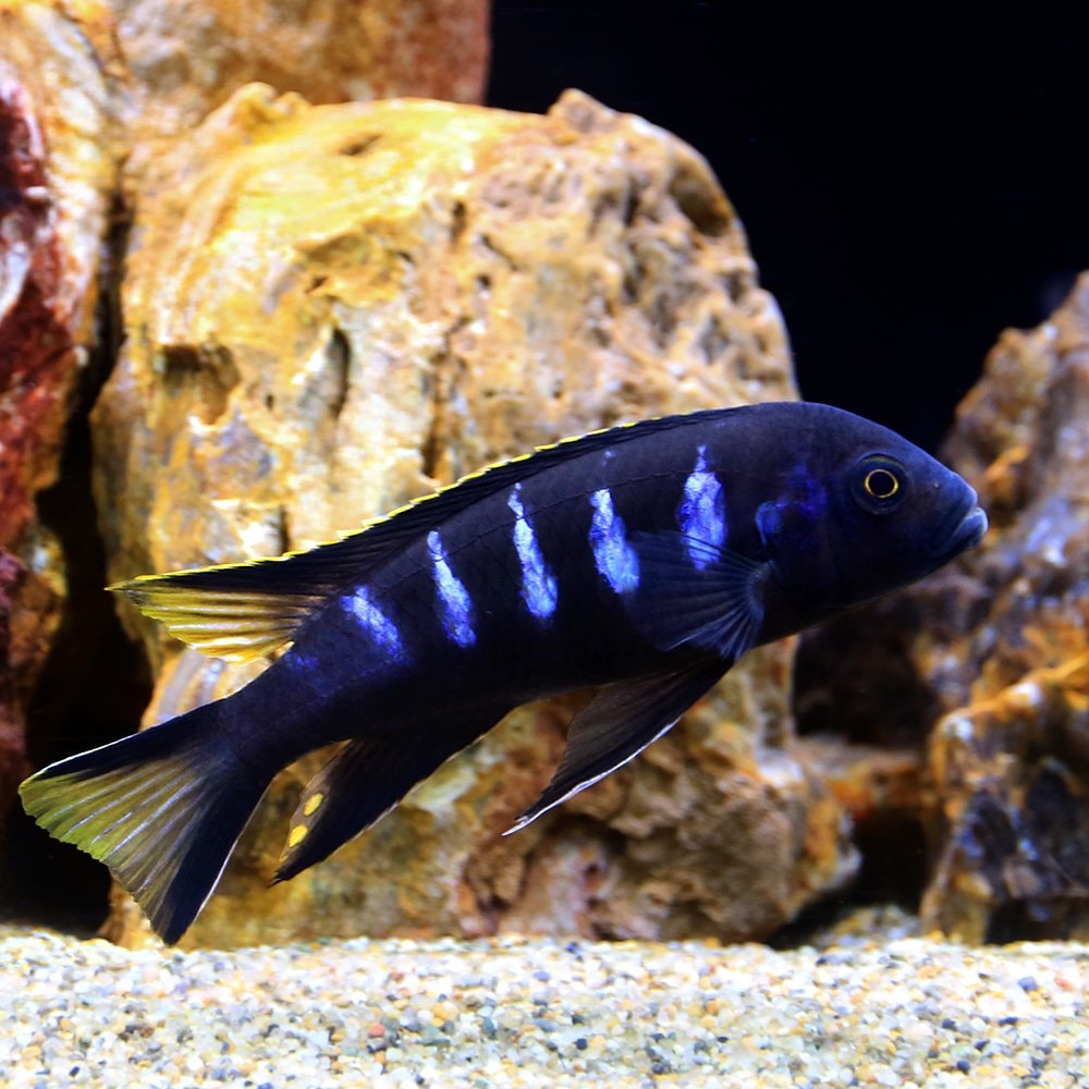 （熱帯魚）シュードトロフェウスｓｐ．ｃｈｅｗｅｒｅ（１匹）　北海道航空便要保温　ＣＲＣ13―28―52―00―00