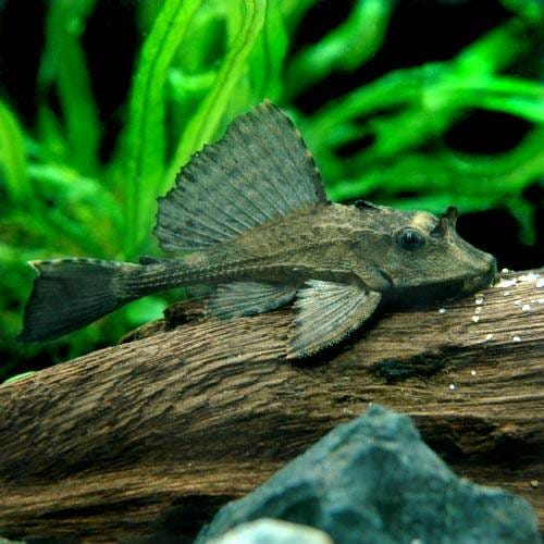 （熱帯魚）サタン・プレコ（ワイルド）（１匹）　北海道・九州航空便要保温　ＣＲＣ13―44―60―00―00