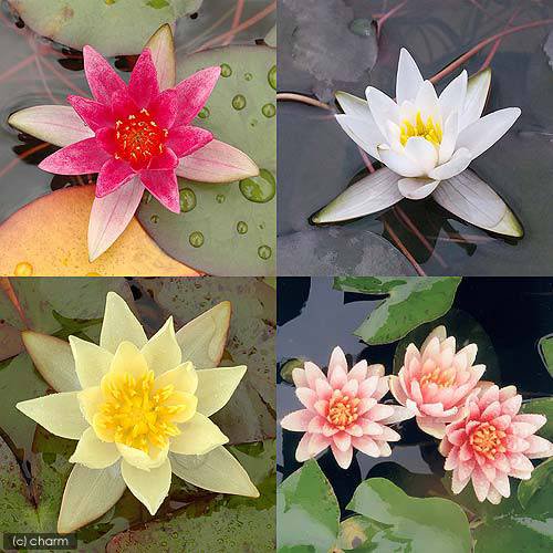 （ビオトープ）睡蓮　姫睡蓮（ヒメスイレン）４色セット　赤・黄・桃・白（スノープリンセス　タグ付）（各１株ずつ）　ＣＲＣ15―10―14―00―00