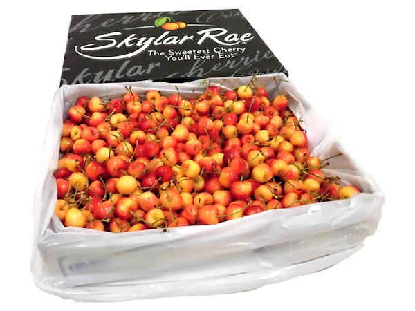 ‼️シーズン初入荷‼️チェリー　アメリカンチェリー　さくらんぼ樱桃　4kg アメリカ産 ”スカイラーレイチェリー” 約4kg さくらんぼ【予約 6月下旬