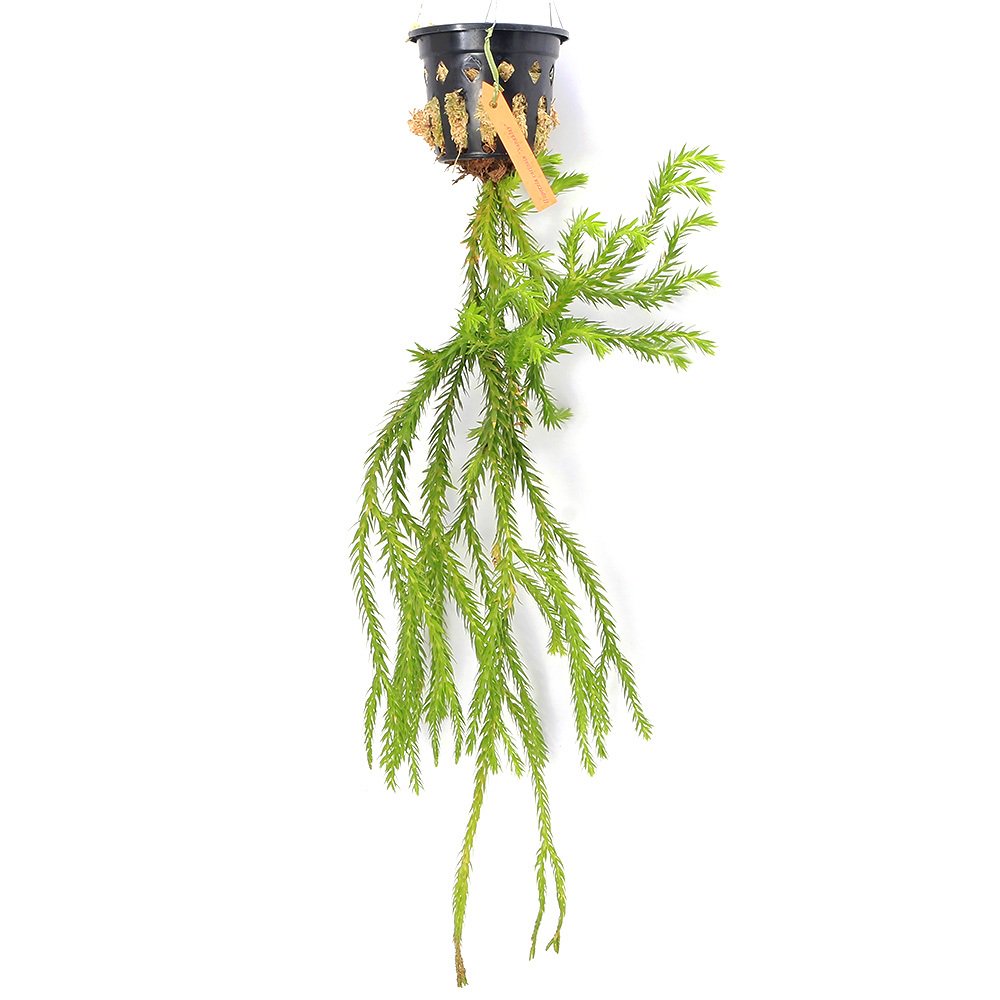 （観葉植物）シダ　リコポディウム　フペルジア　スクアローサ　ナンクライ　吊り鉢タイプ　４号（１鉢）　ＣＲＣ15―30―10―15―00