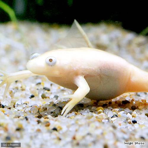 （両生類）アフリカツメガエル　アルビノ　ＣＢ個体（１５匹）　北海道・九州航空便要保温　ＣＲＣ17―05―35―40―00