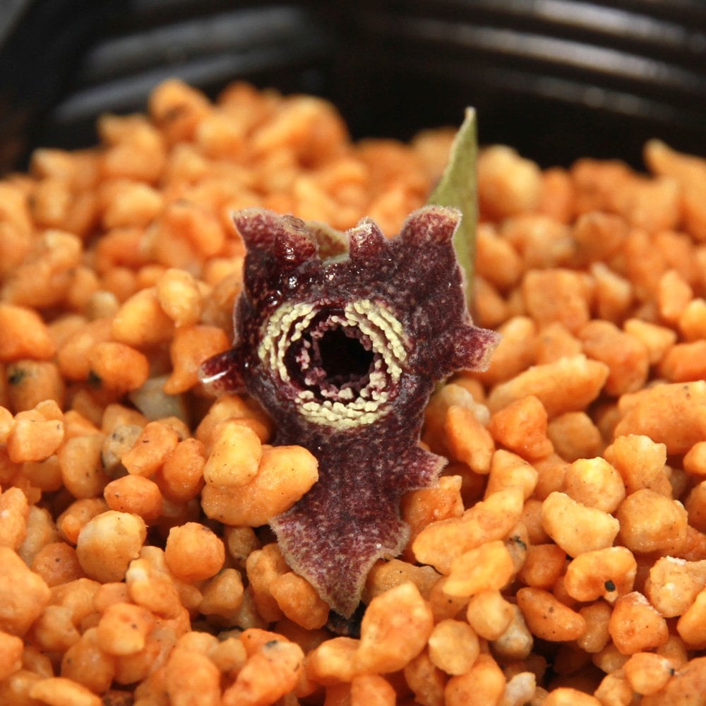 （山野草）カンアオイ（寒葵）オオバナサイシン（大花細辛）台湾　逮魚堀渓産３号（１ポット）古典園芸　ＣＲＣ15―35―40―00―00