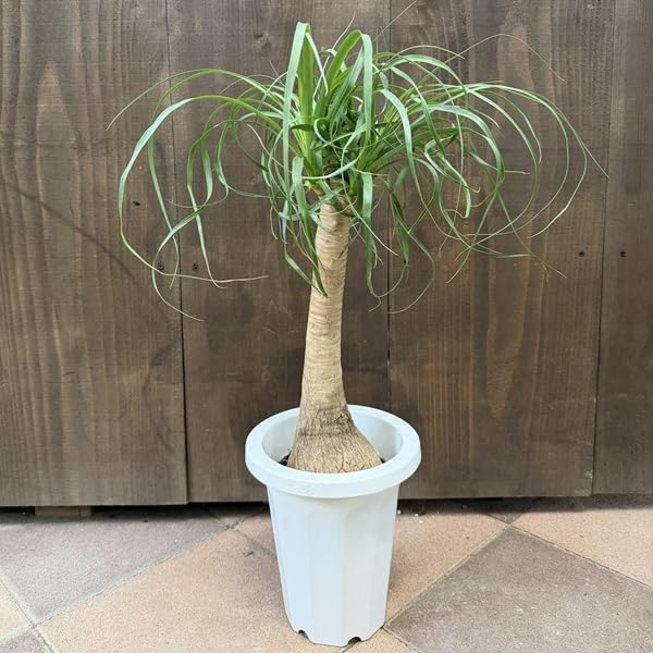 観葉植物 ノリナ：ポニーテール トックリラン*7号プラポット