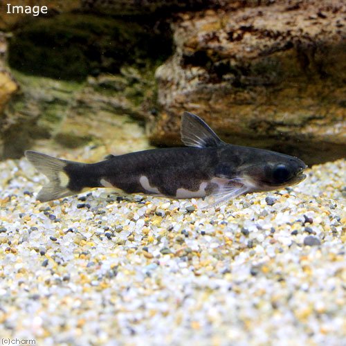 （熱帯魚）ホルスタイン・タティア　ブラック（１匹）　北海道航空便要保温　ＣＲＣ13―46―00―00―00