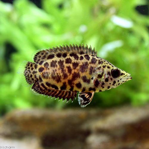 （熱帯魚）レオパード・クテノポマ（ワイルド）（１匹）　北海道航空便要保温　ＣＲＣ13―32―20―00―00