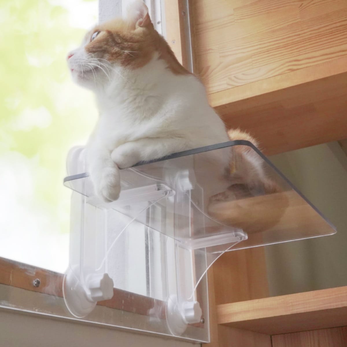 キャットステップ 窓用 透明 ネコ ペット用 クリア ペット 窓 おしゃれ キャットタワー ネコ ステップ ねこ 猫 窓面取り付け 運動 おもちゃ 遊び 省スペース DIY diy おしゃれ